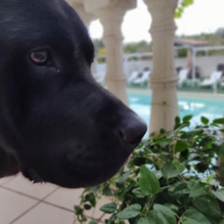 Agriturismo Al Passaggio Di Pirro Villa Miglionico Dış mekan fotoğraf